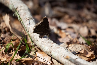 Mourning Cloak Butterflies