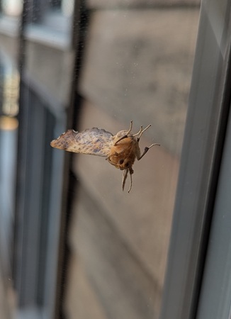 notched-wing geometer moths