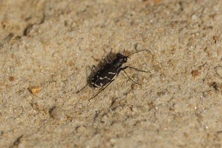 Oblique-lined Tiger beetle