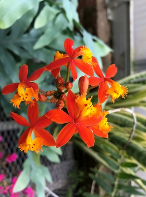 Orange Yellow Orchid 