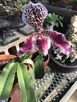 Paph. Orchid