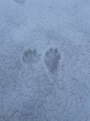 raccoon print 