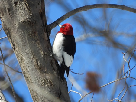 woodpecker