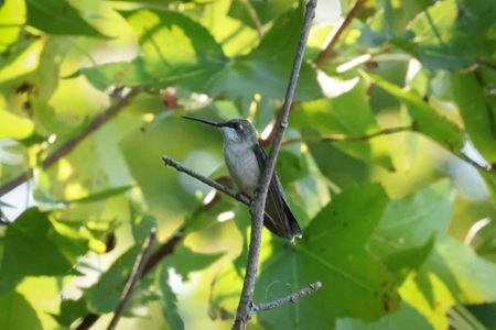 hummingbird