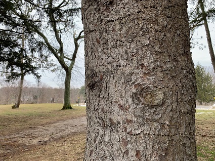 tree with sapsucker holes 