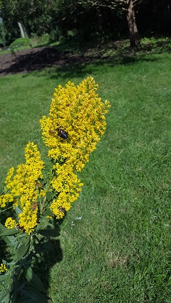 Showy Goldenrod 