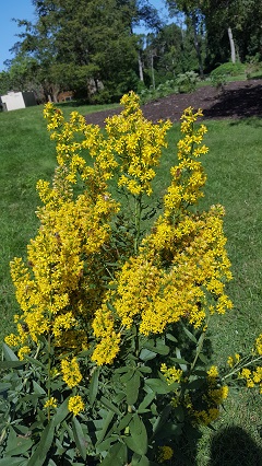 Showy Goldenrod