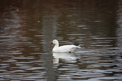 Snow Goose