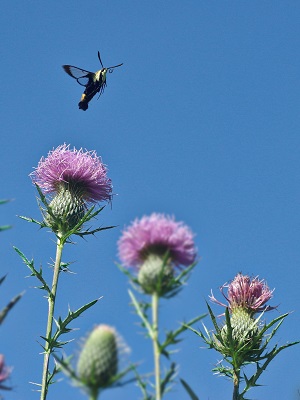 Snowberry Clearwing Moth on Thistle