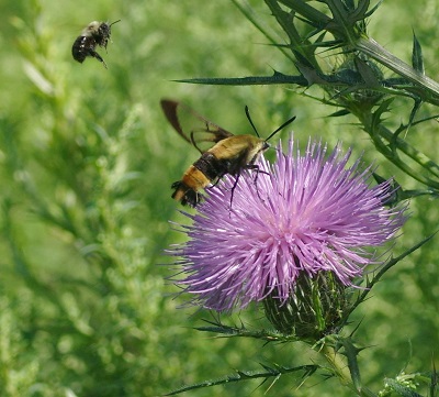 Snowberry Clearwing Moth with Honey Bee on Thistle