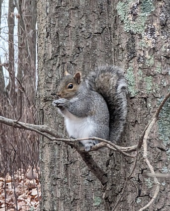 Squirrel