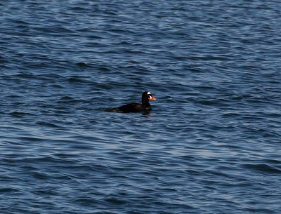 Surf Scoter