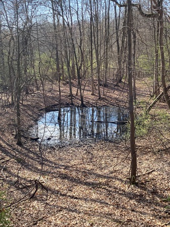 vernal pool 