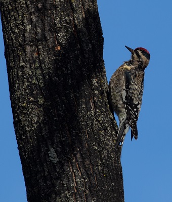 Yellow-bellied Sapsucker