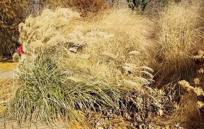 Yucky Winter Grass 