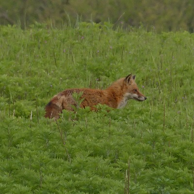 Adult Red Fox 