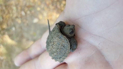 Baby Snapping Turtle 