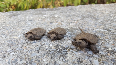 Baby Snapping Turtles 