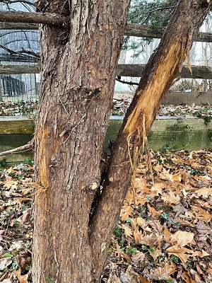 bark damage