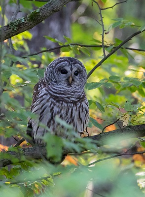 Barred Owl