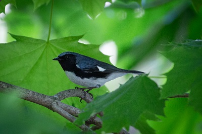 Black Throated Blue Warble