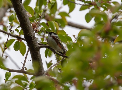 Chestnut-sided Warbler