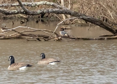 Eurasian Green-winged Teal 