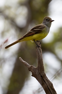 Great Creasted Flycatcher 