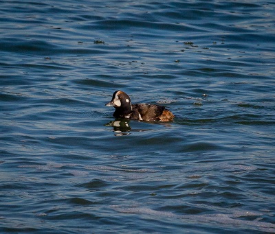 Harlequin Duck Harlequin Duck