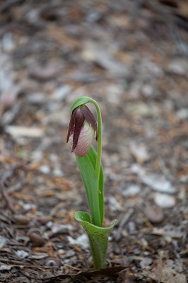 Lady Slipper Orchid 