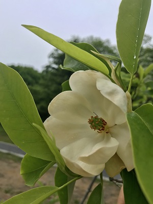 Sweet Bay Magnolia 