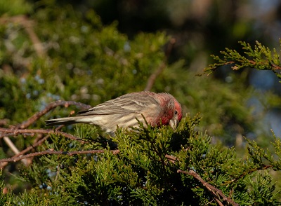 Male House Finch
