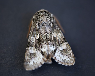 moth 