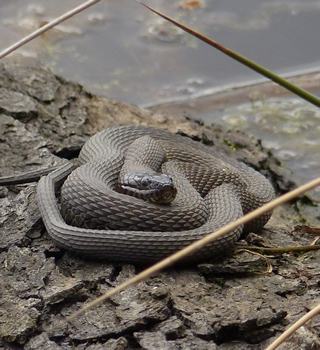 Nj Water Moccasin 52