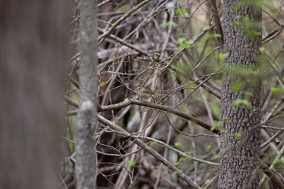 Ovenbird