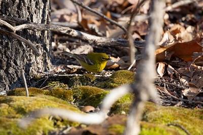 Palm Warbler