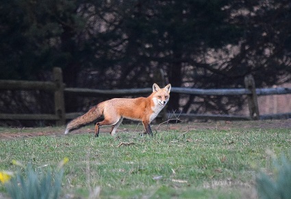 Red Fox 