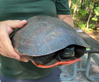 Red Belly Turtle 