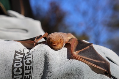 Eastern Red Bat Close Up 