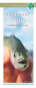 Saltwater Fish Brochure December 2015