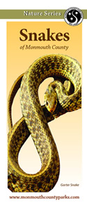 Snake Brochure 
