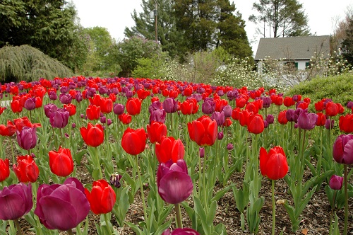 Tulips at Deep Cut Gardens 