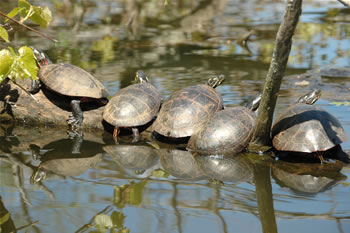 turtle at Marlu Lake