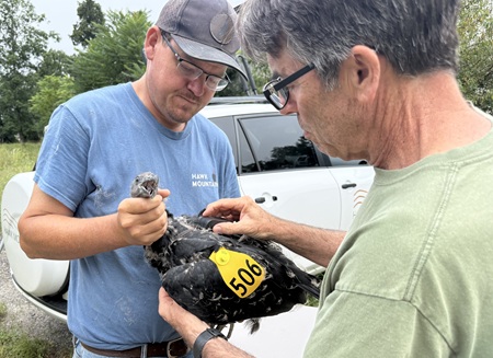 vulture tagging