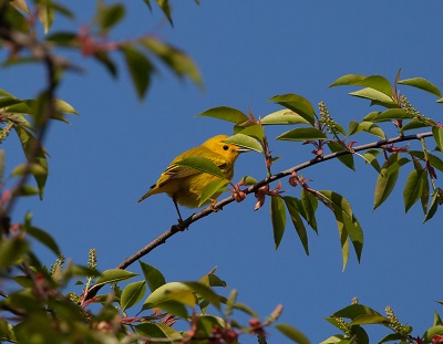 Yellow Warbler