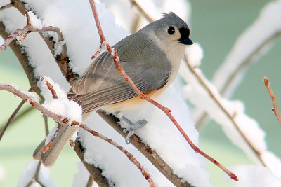 Tufted Titmouse in the snow 