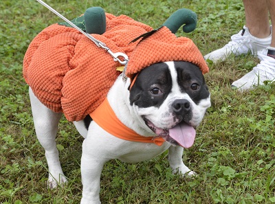 doggie costume 