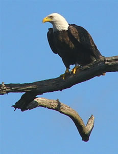 Eagle at Manasquan Reservoir