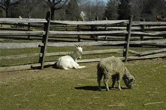 Animals at Historic Longstreet Farm