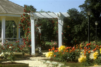 Thompson Park's Rose Garden in 1982